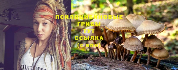 прущие грибы Дмитриев